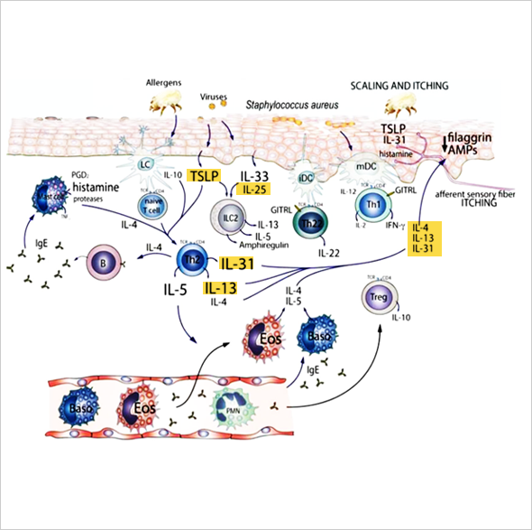 Allergy. 2015 Aug;70(8):887-96.<br>Nature Immunology 2010, 11; 608-617